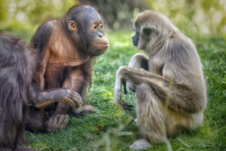 Comportamiento Animal El Caso De Los Primates mimus.mx